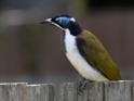 Entomyzon cyanotis (Blue-faced Honeyeater).jpg